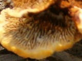 Gloeophyllum sepiarium image
