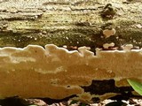Earliella scabrosa image