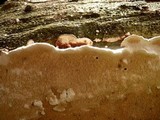 Earliella scabrosa image