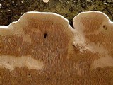 Earliella scabrosa image