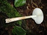 Amanita brunnescens image