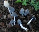Coprinopsis scobicola image