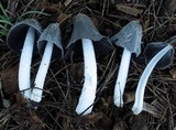 Coprinopsis scobicola image
