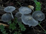 Coprinopsis scobicola image