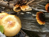 Gloeophyllum sepiarium image