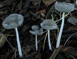 Coprinopsis scobicola image