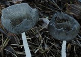 Coprinopsis scobicola image