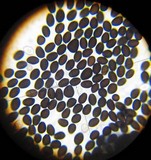 Coprinopsis scobicola image