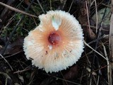 Leucoagaricus rubrotinctus image
