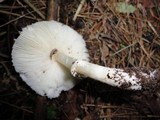 Leucoagaricus rubrotinctus image