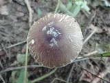 Leucoagaricus cinerascens image