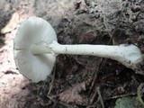 Leucoagaricus cinerascens image