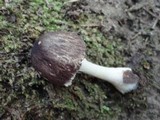 Leucoagaricus cinerascens image