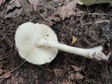 Leucoagaricus cinerascens image