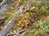 Coprinopsis acuminata image