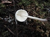 Cystolepiota seminuda image