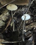 Entoloma conicum image