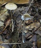 Entoloma conicum image
