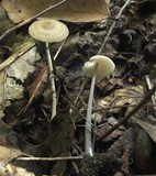 Entoloma conicum image