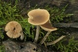 Simocybe centunculus var. centunculus image