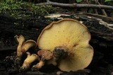 Boletinellus merulioides image