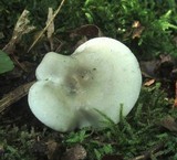 Clitocybe odora image