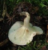 Clitocybe odora image