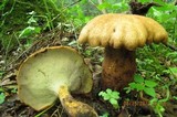 Polyporus radicatus image