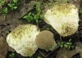 Lycoperdon curtisii image