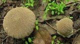 Lycoperdon curtisii image