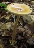 Amanita amerifulva image