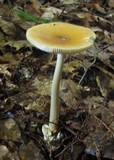 Amanita amerifulva image