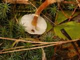 Cystoderma amianthinum image
