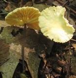 Marasmius delectans image