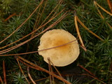 Cystoderma amianthinum image