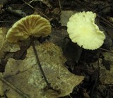 Marasmius delectans image