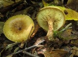 Paxillus involutus image