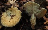 Lactarius luteolus image