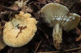 Lactarius luteolus image