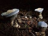 Hydnellum caeruleum image