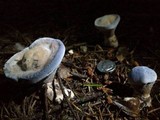 Hydnellum caeruleum image