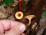 Hygrophoropsis aurantiaca image