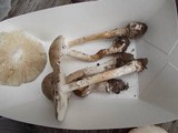 Amanita submaculata image