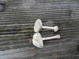 Amanita abrupta image