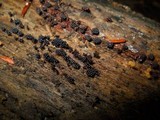 Metatrichia vesparium image
