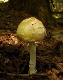 Amanita velatipes image
