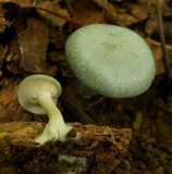 Clitocybe odora image