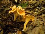 Cantharellus lateritius image