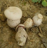 Laccaria ochropurpurea image