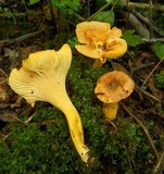 Cantharellus appalachiensis image